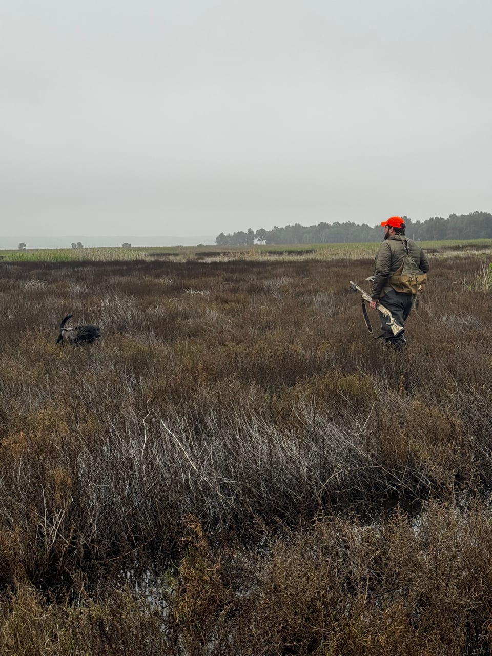 California Lost 92% of Its Pheasant Harvest in 25 Years