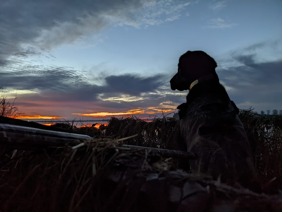 Best Days to Hunt California Waterfowl Refuges